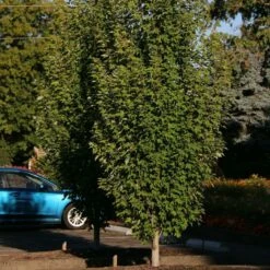 ARMSTRONG GOLD® MAPLE -SOONER PLANT FARM Sales DETA 5466