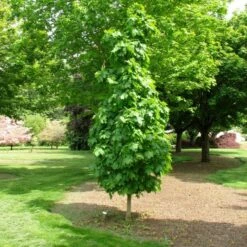 SUGAR CONE SUGAR MAPLE -SOONER PLANT FARM Sales DETA 5468