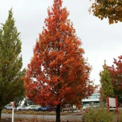 STREETSPIRE® OAK -SOONER PLANT FARM Sales DETA 5475