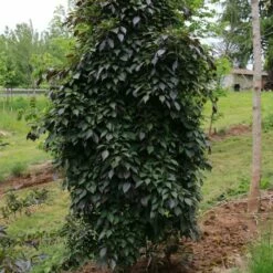 NIGHTFALL® WEEPING JAPANESE SNOWBELL 8 NIGHTFALL® WEEPING JAPANESE SNOWBELL -SOONER PLANT FARM Sales DETA 5476