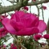 FELIX JURY® MAGNOLIA -SOONER PLANT FARM Sales DETA 5485