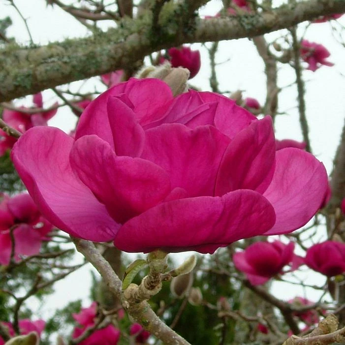 FELIX JURY® MAGNOLIA 3 FELIX JURY® MAGNOLIA