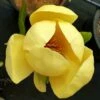 HONEY TULIP™ MAGNOLIA 2 HONEY TULIP™ MAGNOLIA -SOONER PLANT FARM Sales DETA 5486