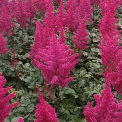 VISIONS VOLCANO ASTILBE