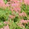 OSTRICH PLUME ASTILBE -SOONER PLANT FARM Sales DETA 5490
