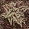REGAL RED JAPANESE PAINTED FERN