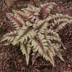 REGAL RED JAPANESE PAINTED FERN