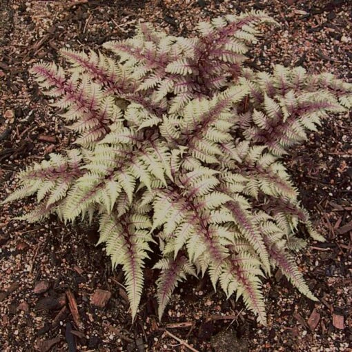 REGAL RED JAPANESE PAINTED FERN -SOONER PLANT FARM Sales DETA 5491