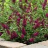 CHRYSALIS™ CRANBERRY BUTTERFLY BUSH 1 CHRYSALIS™ CRANBERRY BUTTERFLY BUSH -SOONER PLANT FARM Sales DETA 5492
