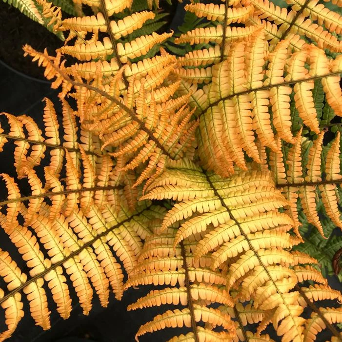 JURASSIC GOLD FERN 3 JURASSIC GOLD FERN