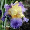 EDITH WOLFORD TALL BEARDED IRIS 2 EDITH WOLFORD TALL BEARDED IRIS -SOONER PLANT FARM Sales DETA 5502