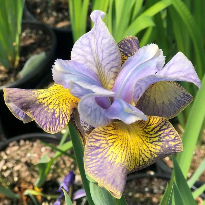 PEACOCK BUTTERFLY™ UNCORKED SIBERIAN IRIS 3 PEACOCK BUTTERFLY™ UNCORKED SIBERIAN IRIS