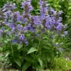 NEPTUNE DWARF CATMINT -SOONER PLANT FARM Sales DETA 5506
