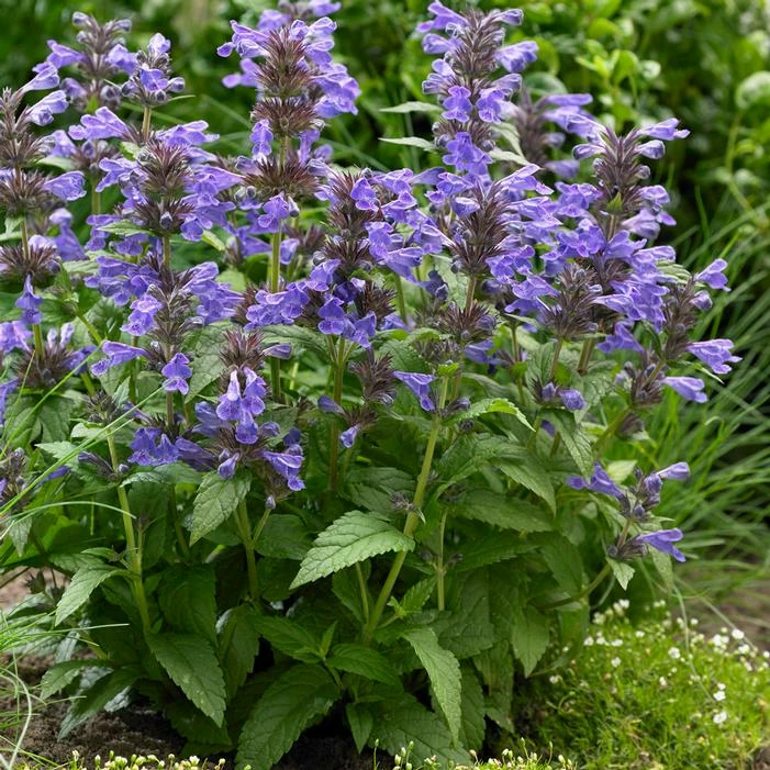 NEPTUNE DWARF CATMINT 3 NEPTUNE DWARF CATMINT