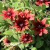 CHERRY BRANDY BLACK-EYED SUSAN -SOONER PLANT FARM Sales DETA 5509