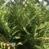 GHOST FERN 1 GHOST FERN -SOONER PLANT FARM Sales DETA 553