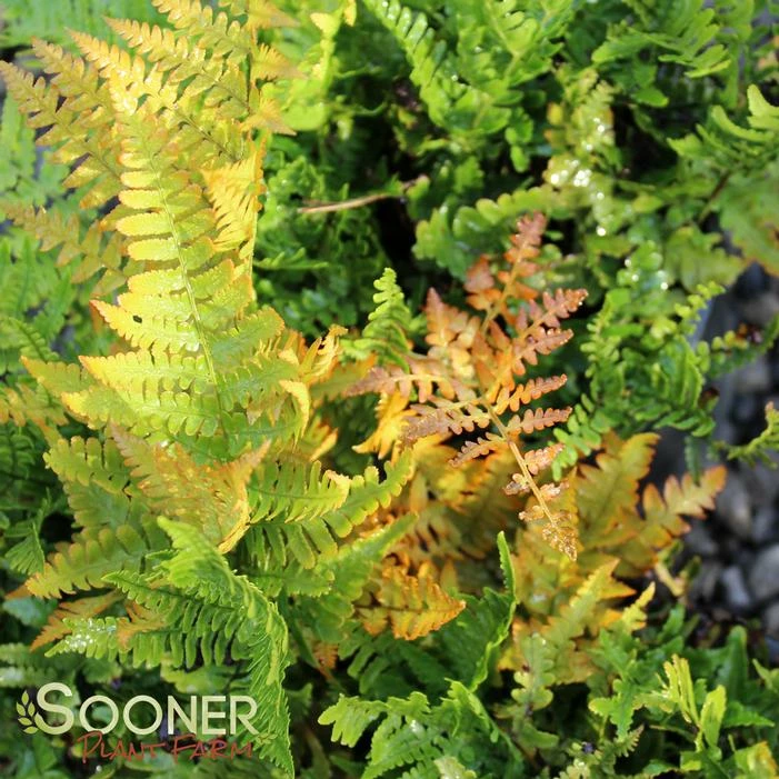 AUTUMN BRILLIANCE FERN 3 AUTUMN BRILLIANCE FERN
