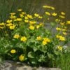 MARSH MARIGOLD 2 MARSH MARIGOLD -SOONER PLANT FARM Sales DETA 5541