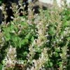 PINK PEARL HYSSOP 2 PINK PEARL HYSSOP -SOONER PLANT FARM Sales DETA 5547