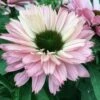 SUNSEEKERS® SALMON CONEFLOWER 2 SUNSEEKERS® SALMON CONEFLOWER -SOONER PLANT FARM Sales DETA 5550