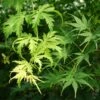 KIHACHIJO UPRIGHT JAPANESE MAPLE 1 KIHACHIJO UPRIGHT JAPANESE MAPLE -SOONER PLANT FARM Sales DETA 5554