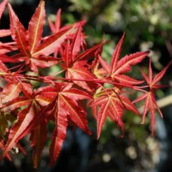 PHOENIX UPRIGHT JAPANESE MAPLE 7 PHOENIX UPRIGHT JAPANESE MAPLE -SOONER PLANT FARM Sales DETA 5555