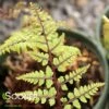 JURASSIC™ PTERODACTYL LADY FERN 1 JURASSIC™ PTERODACTYL LADY FERN -SOONER PLANT FARM Sales DETA 5574