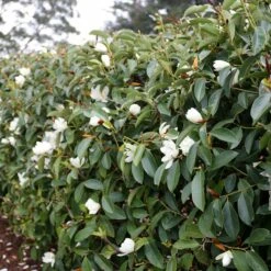 FAIRY MAGNOLIA® WHITE MAGNOLIA 7 FAIRY MAGNOLIA® WHITE MAGNOLIA -SOONER PLANT FARM Sales DETA 5583