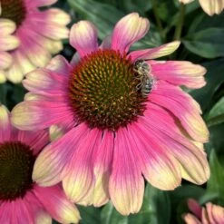 KISMET® PINK LEMONADE CONEFLOWER