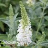 BUTTERFLY TOWERS™ WHITE BUTTERFLY BUSH 2 BUTTERFLY TOWERS™ WHITE BUTTERFLY BUSH -SOONER PLANT FARM Sales DETA 5606