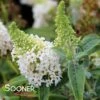 DAPPER™ WHITE BUTTERFLY BUSH 2 DAPPER™ WHITE BUTTERFLY BUSH -SOONER PLANT FARM Sales DETA 5626