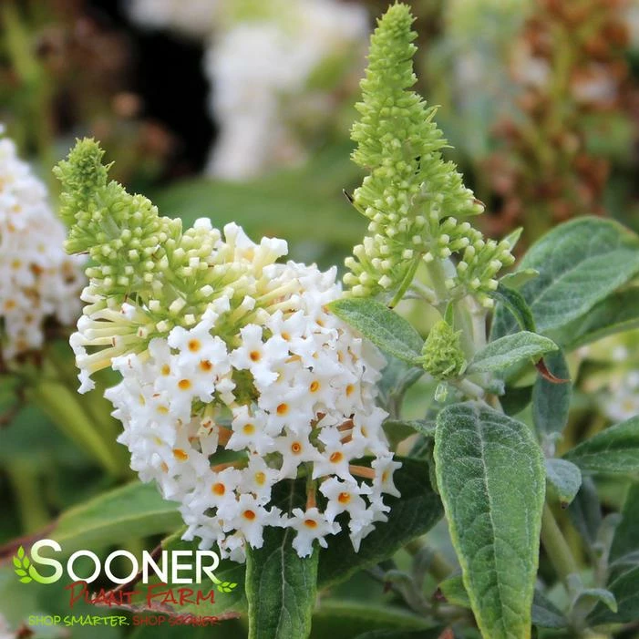 DAPPER™ WHITE BUTTERFLY BUSH 3 DAPPER™ WHITE BUTTERFLY BUSH