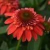 DOUBLE SCOOP™ ORANGEBERRY DELUXE CONEFLOWER -SOONER PLANT FARM Sales DETA 5644