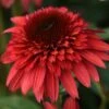 DOUBLE SCOOP™ RASPBERRY DELUXE CONEFLOWER -SOONER PLANT FARM Sales DETA 5645