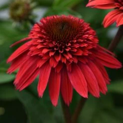 DOUBLE SCOOP™ STRAWBERRY DELUXE CONEFLOWER 5 DOUBLE SCOOP™ STRAWBERRY DELUXE CONEFLOWER -SOONER PLANT FARM Sales DETA 5646