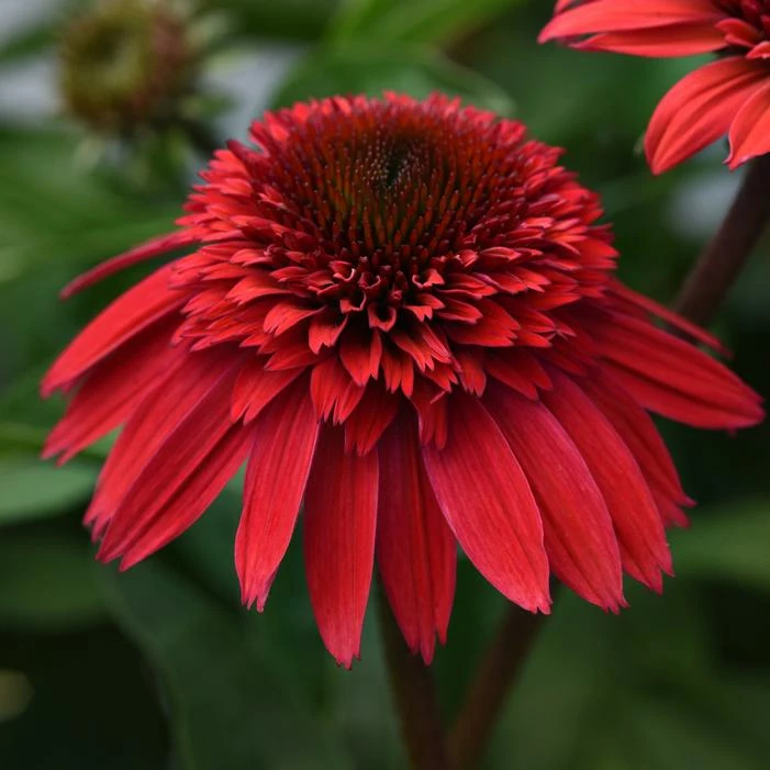 DOUBLE SCOOP™ STRAWBERRY DELUXE CONEFLOWER 4 DOUBLE SCOOP™ STRAWBERRY DELUXE CONEFLOWER - Image 2