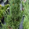 WISSEL'S SAGUARO FALSE CYPRESS -SOONER PLANT FARM Sales DETA 5665