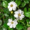 DIAMOND SPIRE® GARDENIA -SOONER PLANT FARM Sales DETA 5719