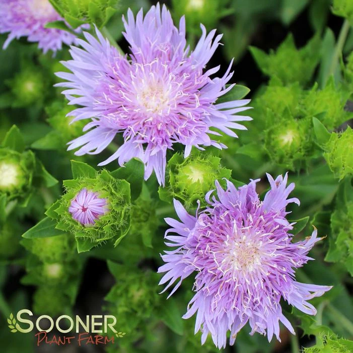 PEACHIE'S PICK STOKES ASTER 5 PEACHIE'S PICK STOKES ASTER - Image 3