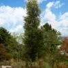 DANNASPIRE® COLUMNAR LACEBARK ELM 2 DANNASPIRE® COLUMNAR LACEBARK ELM -SOONER PLANT FARM Sales DETA 5789