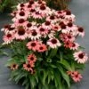 DARK SHADOWS™ MYSTIC CONEFLOWER -SOONER PLANT FARM Sales DETA 5794