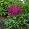 VISIONS IN RED ASTILBE 1 VISIONS IN RED ASTILBE -SOONER PLANT FARM Sales DETA 583