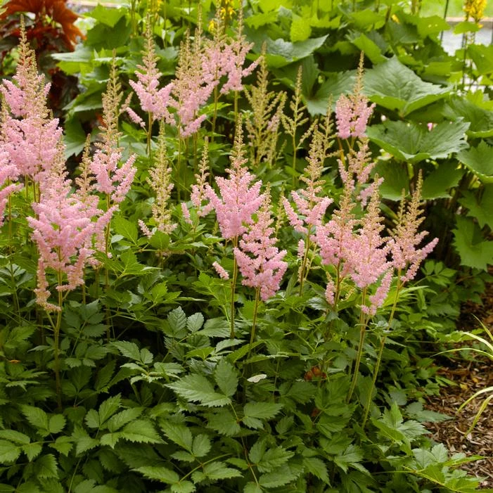 VISIONS IN PINK ASTILBE 3 VISIONS IN PINK ASTILBE