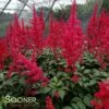 FANAL ASTILBE 2 FANAL ASTILBE -SOONER PLANT FARM Sales DETA 585