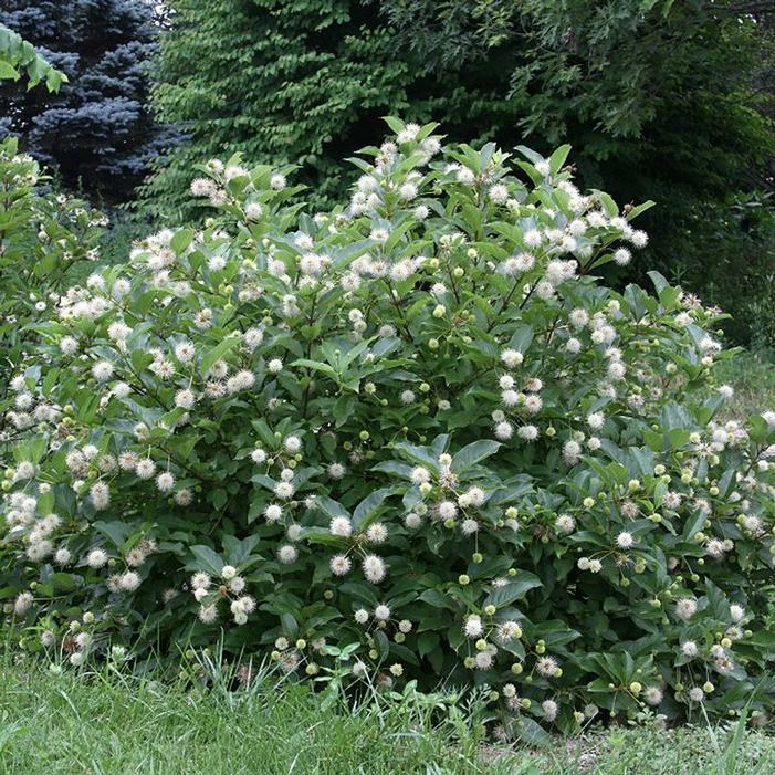 MAGICAL® MOONLIGHT BUTTONBUSH 3 MAGICAL® MOONLIGHT BUTTONBUSH