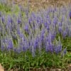 BLUE SPRITE SPEEDWELL 1 BLUE SPRITE SPEEDWELL -SOONER PLANT FARM Sales DETA 5898
