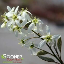 AUTUMN BRILLIANCE® SERVICEBERRY -SOONER PLANT FARM Sales DETA 6