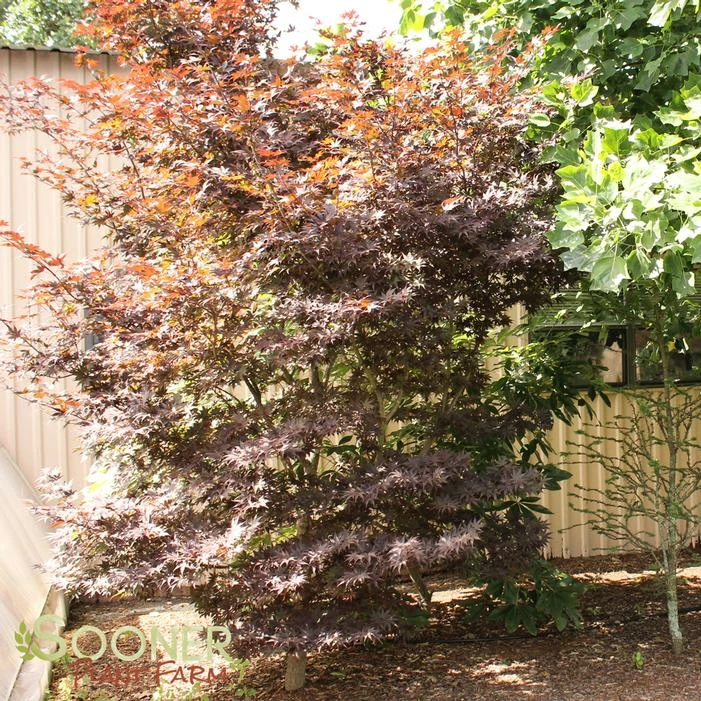 BLOODGOOD UPRIGHT JAPANESE MAPLE 4 BLOODGOOD UPRIGHT JAPANESE MAPLE - Image 2