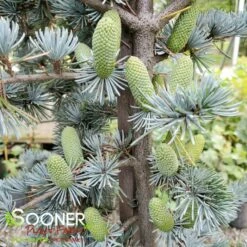 BLUE ATLAS CEDAR -SOONER PLANT FARM Sales DETA 662
