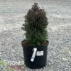 RED STAR ATLANTIC WHITE CEDAR 1 RED STAR ATLANTIC WHITE CEDAR -SOONER PLANT FARM Sales DETA 664